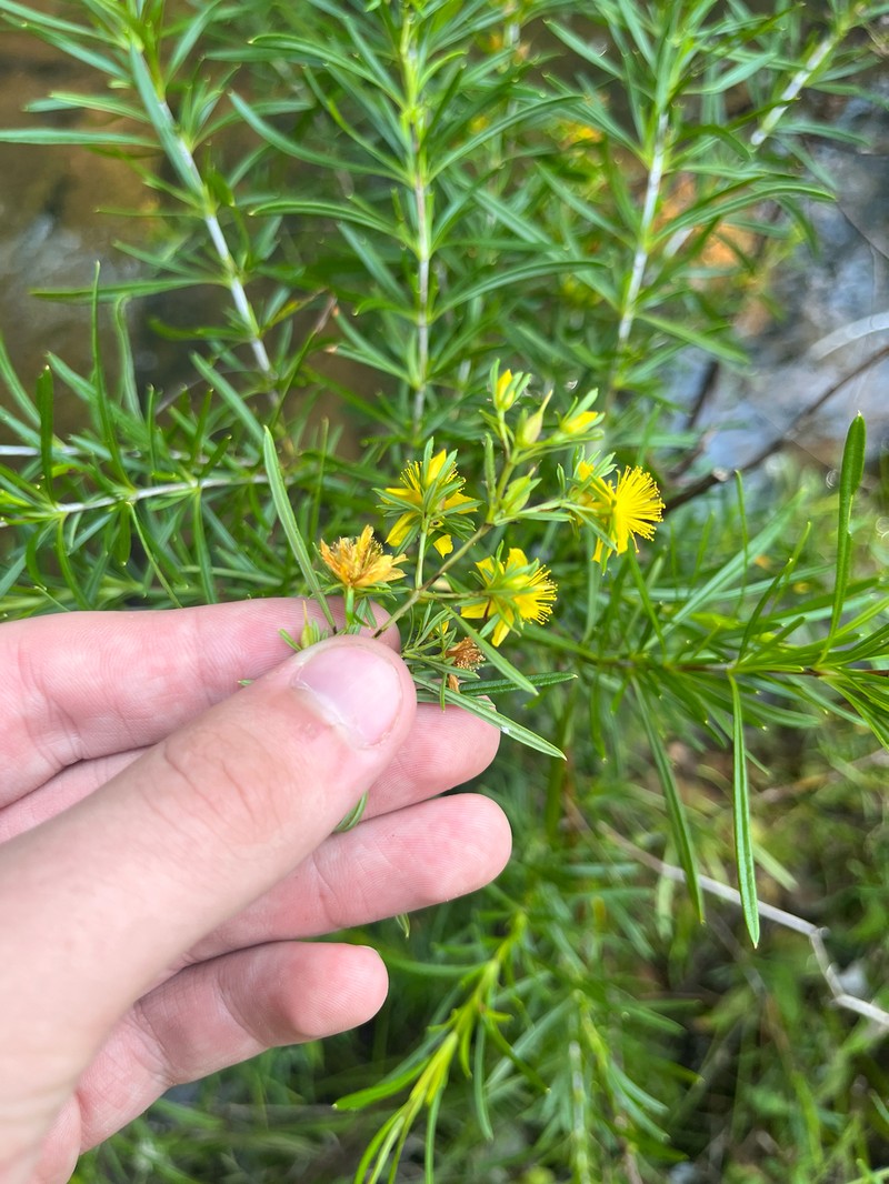 Hypericum densiflorum var. interior photo 2