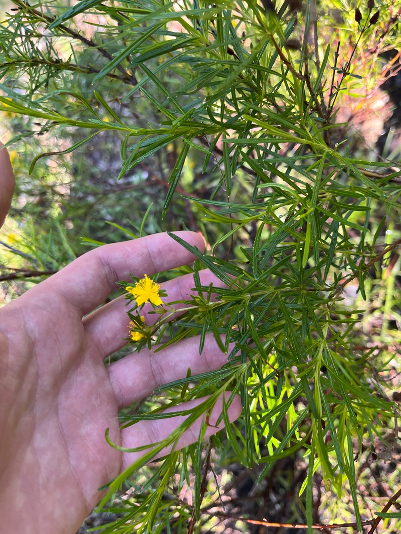 Hypericum densiflorum var. interior photo 3