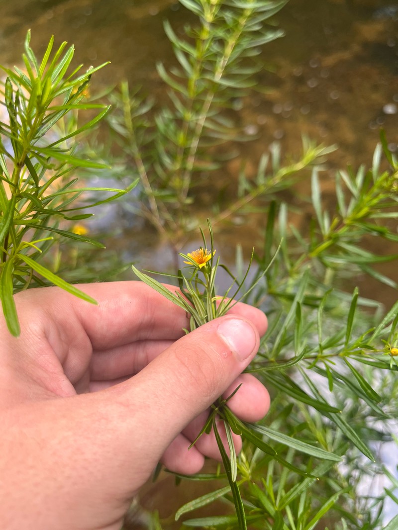 Hypericum densiflorum var. interior photo 4