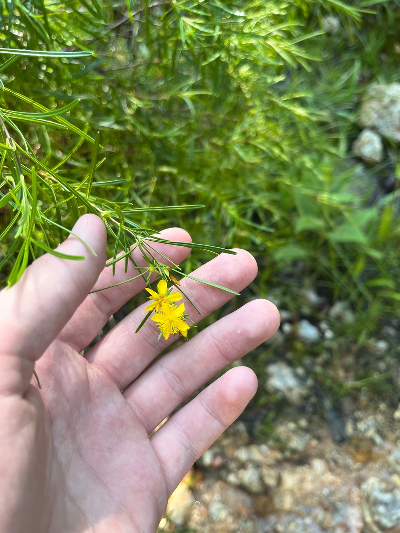 Hypericum densiflorum var. interior photo 5