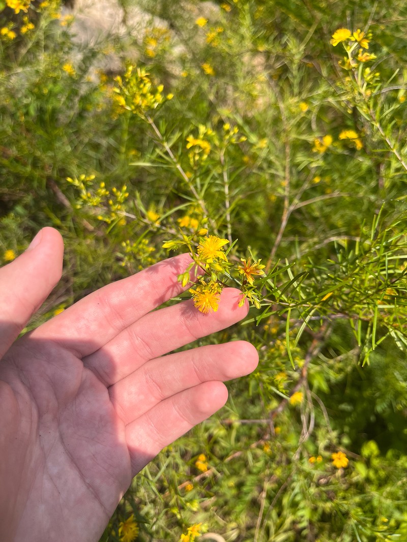 Hypericum densiflorum var. interior photo 6