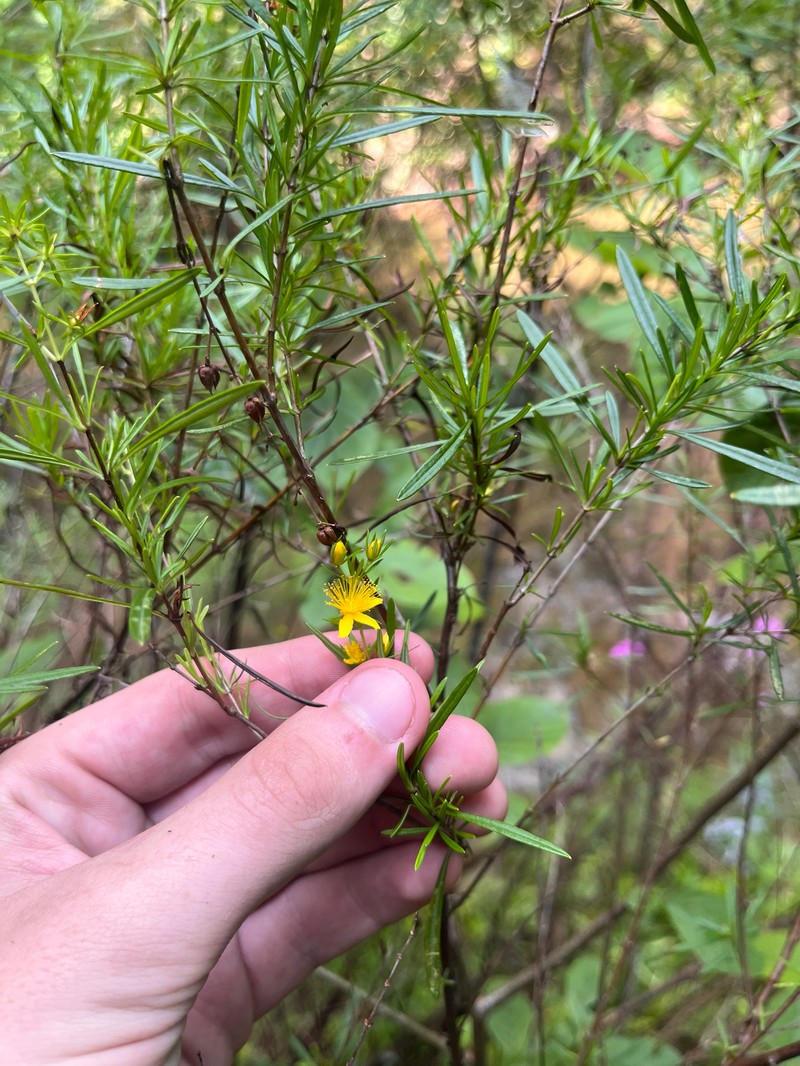 Hypericum densiflorum var. interior photo 7