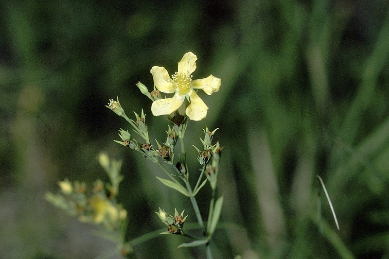 Coppery St. Johnswort photo 2