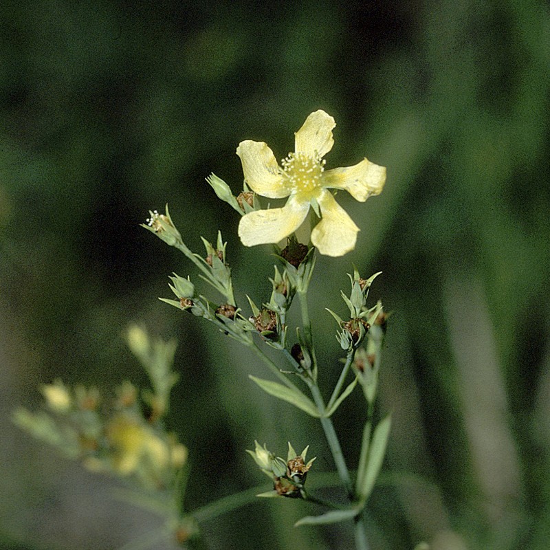 Coppery St. Johnswort