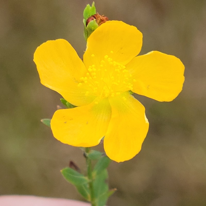 Coppery St. Johnswort photo 2