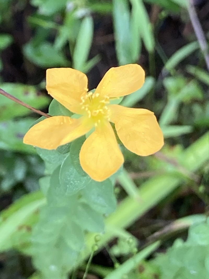 Coppery St. Johnswort photo 3