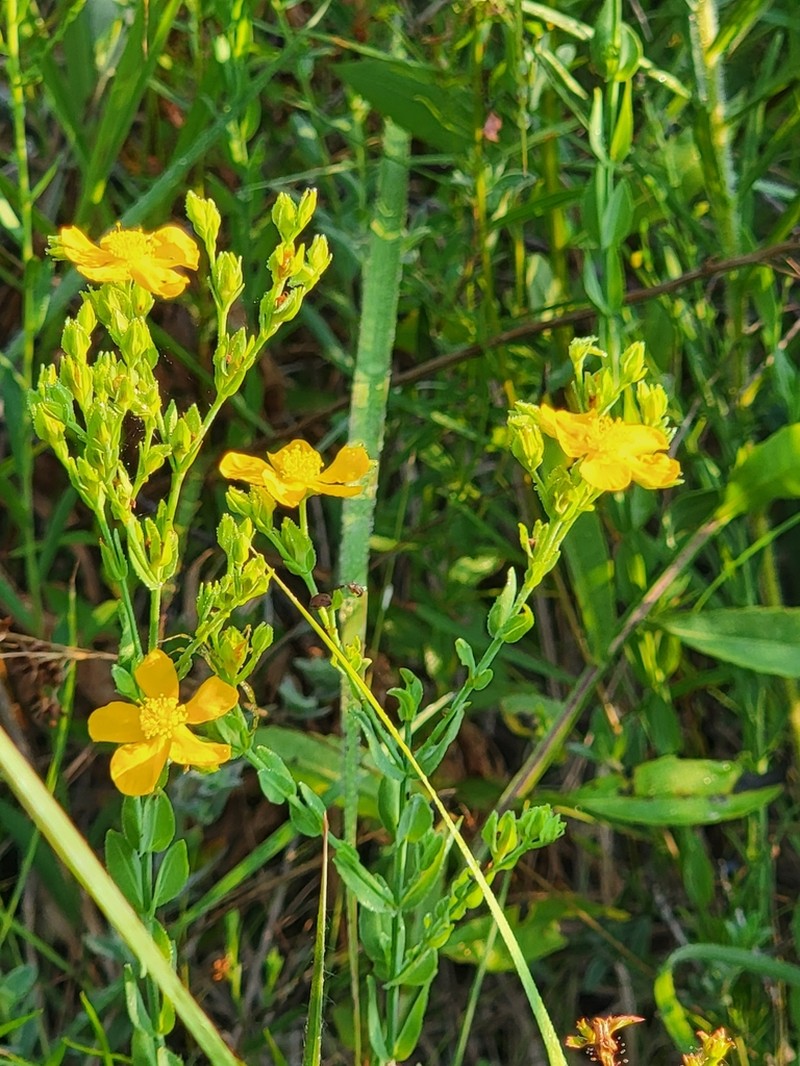 Coppery St. Johnswort photo 4