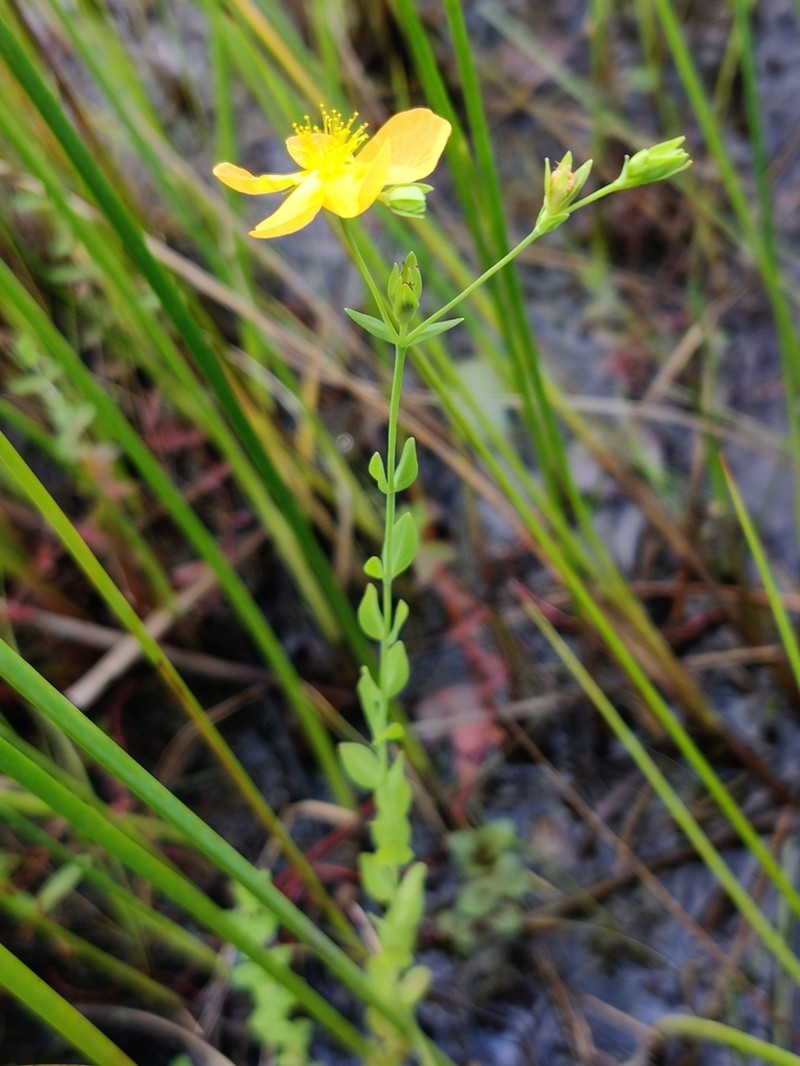 Coppery St. Johnswort photo 6