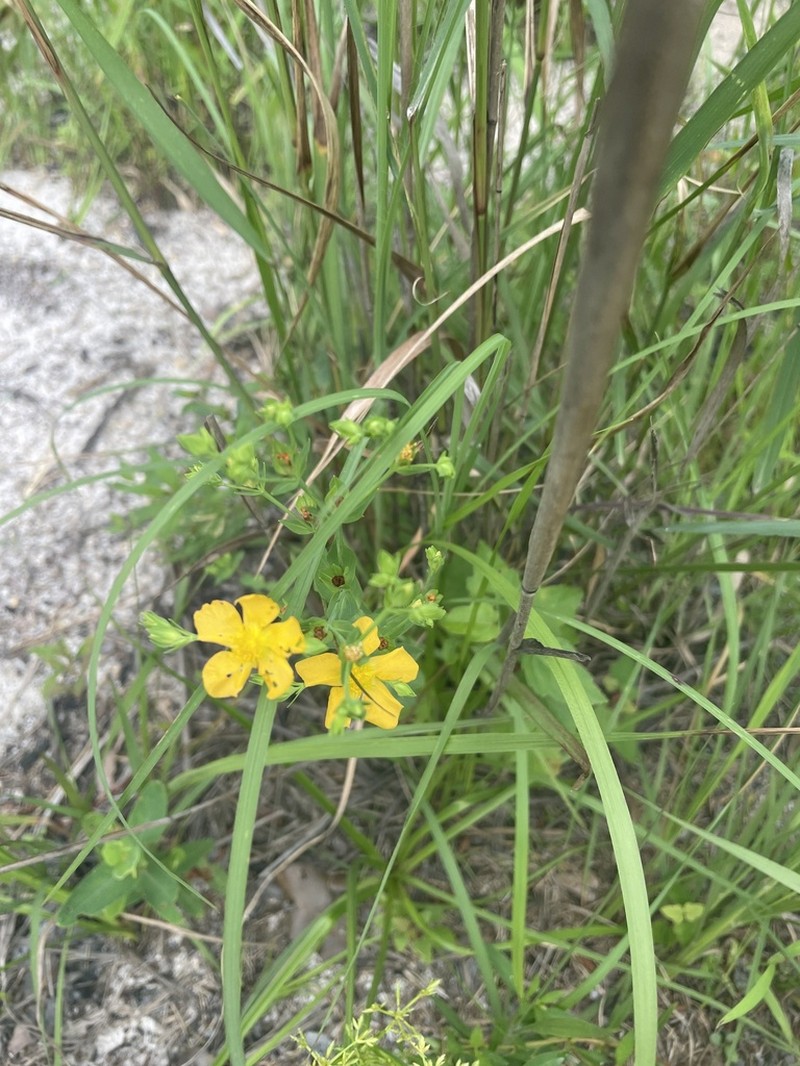 Coppery St. Johnswort photo 7