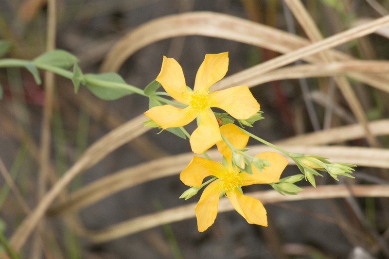 Coppery St. Johnswort photo 8