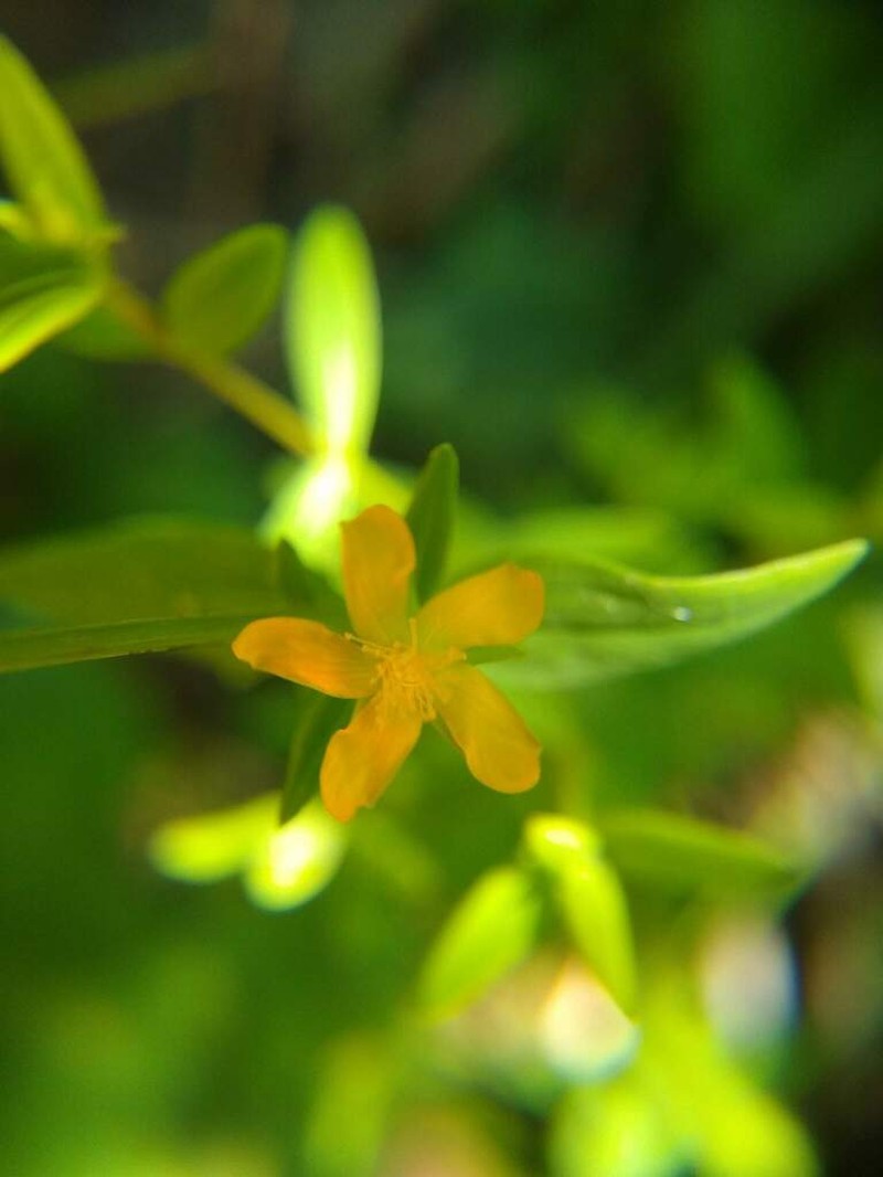 Hypericum denudatum
