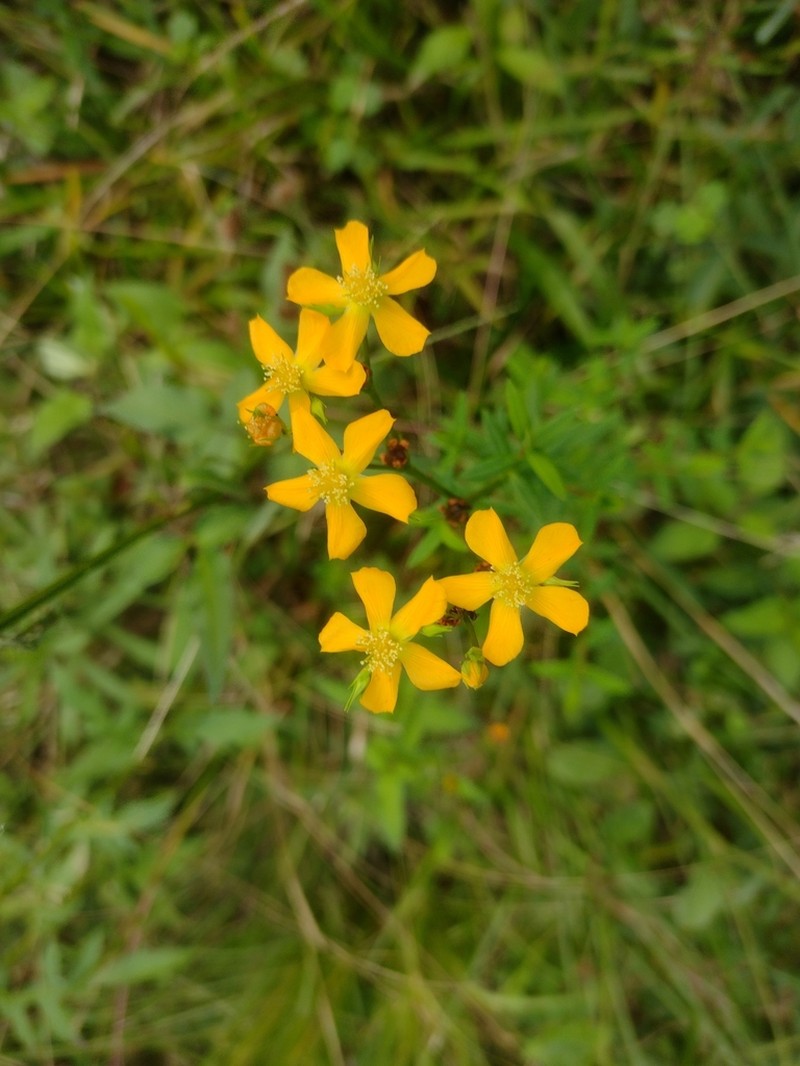 Hypericum denudatum photo 2