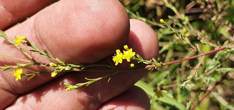 Hypericum denudatum photo 3