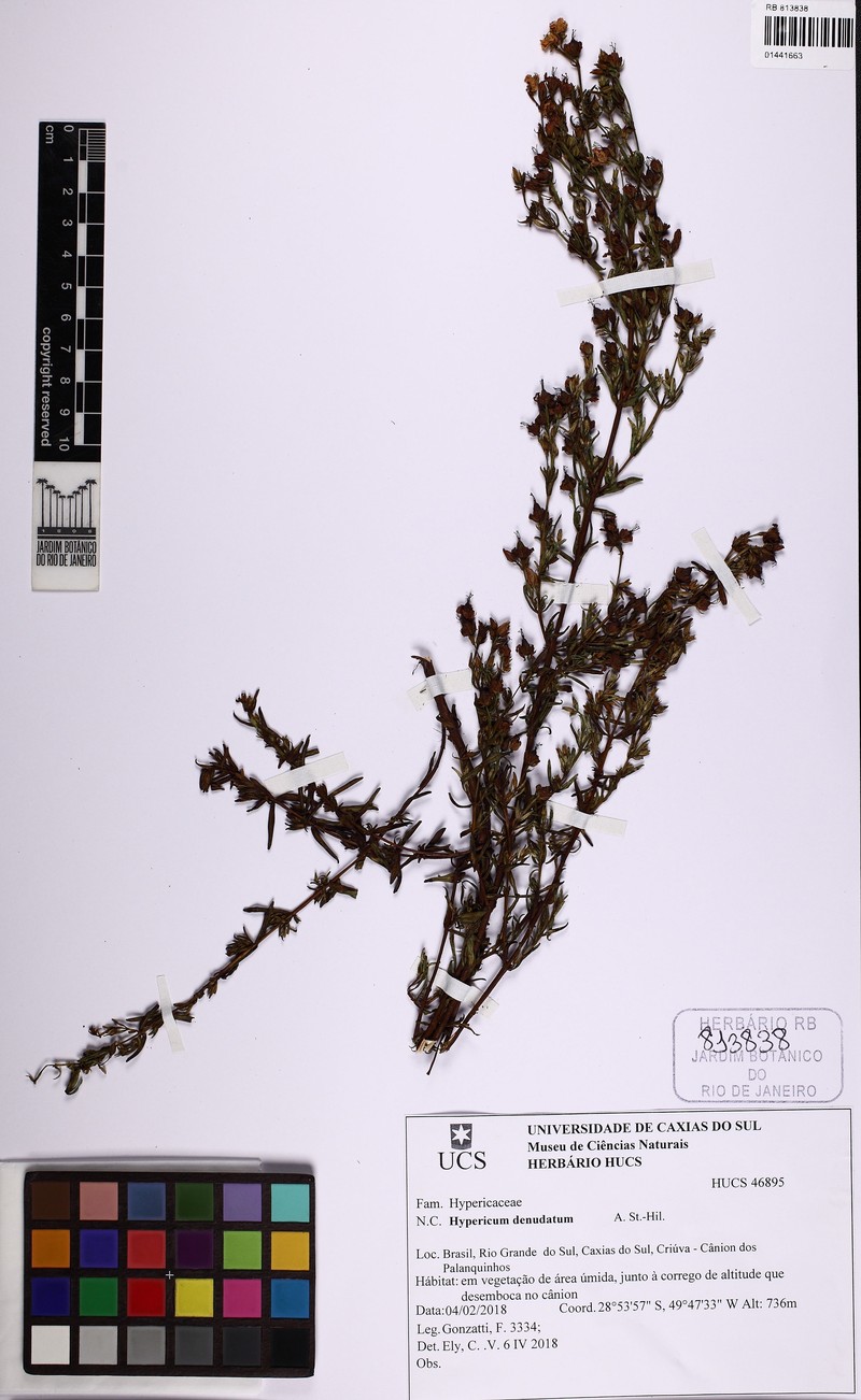 Hypericum denudatum photo 4