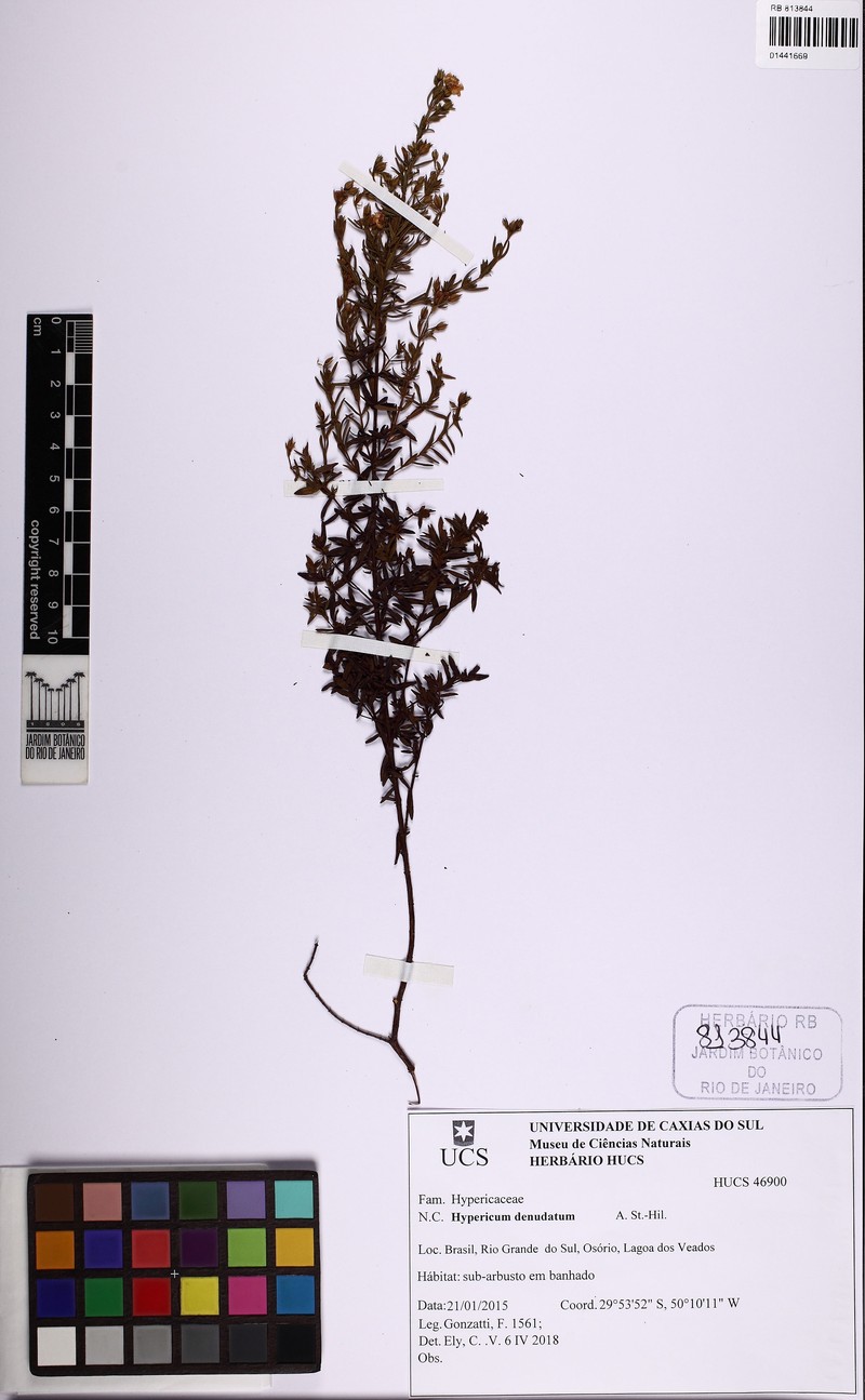 Hypericum denudatum photo 5