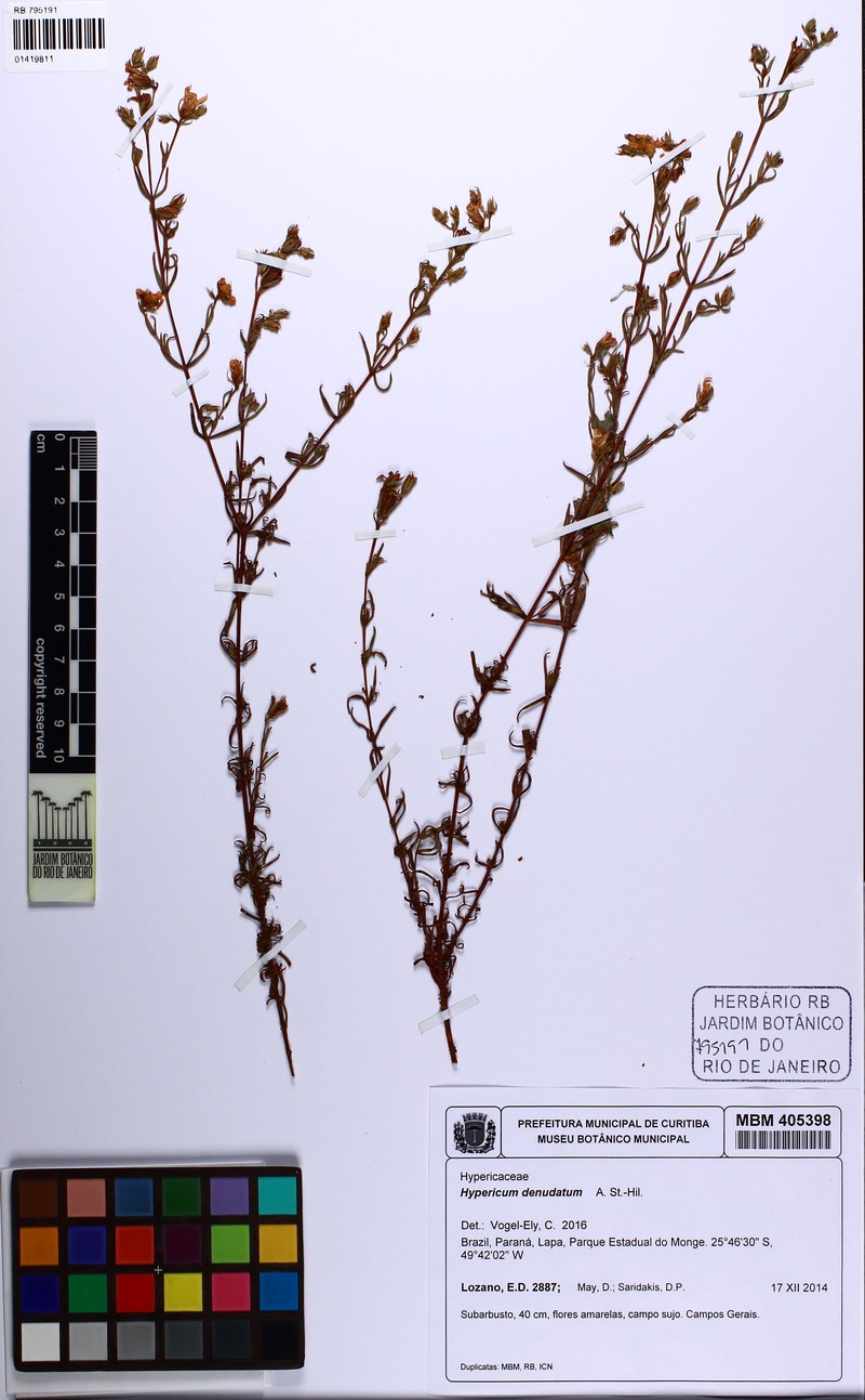 Hypericum denudatum photo 6