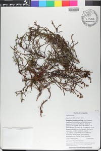 Hypericum dichotomum