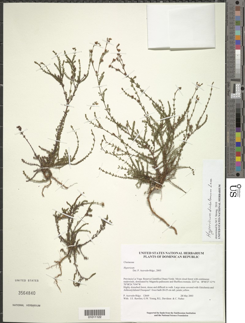 Hypericum dichotomum photo 2