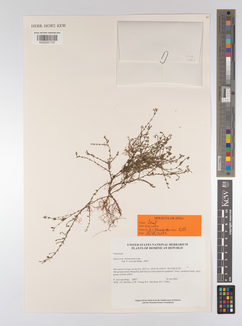Hypericum dichotomum photo 3