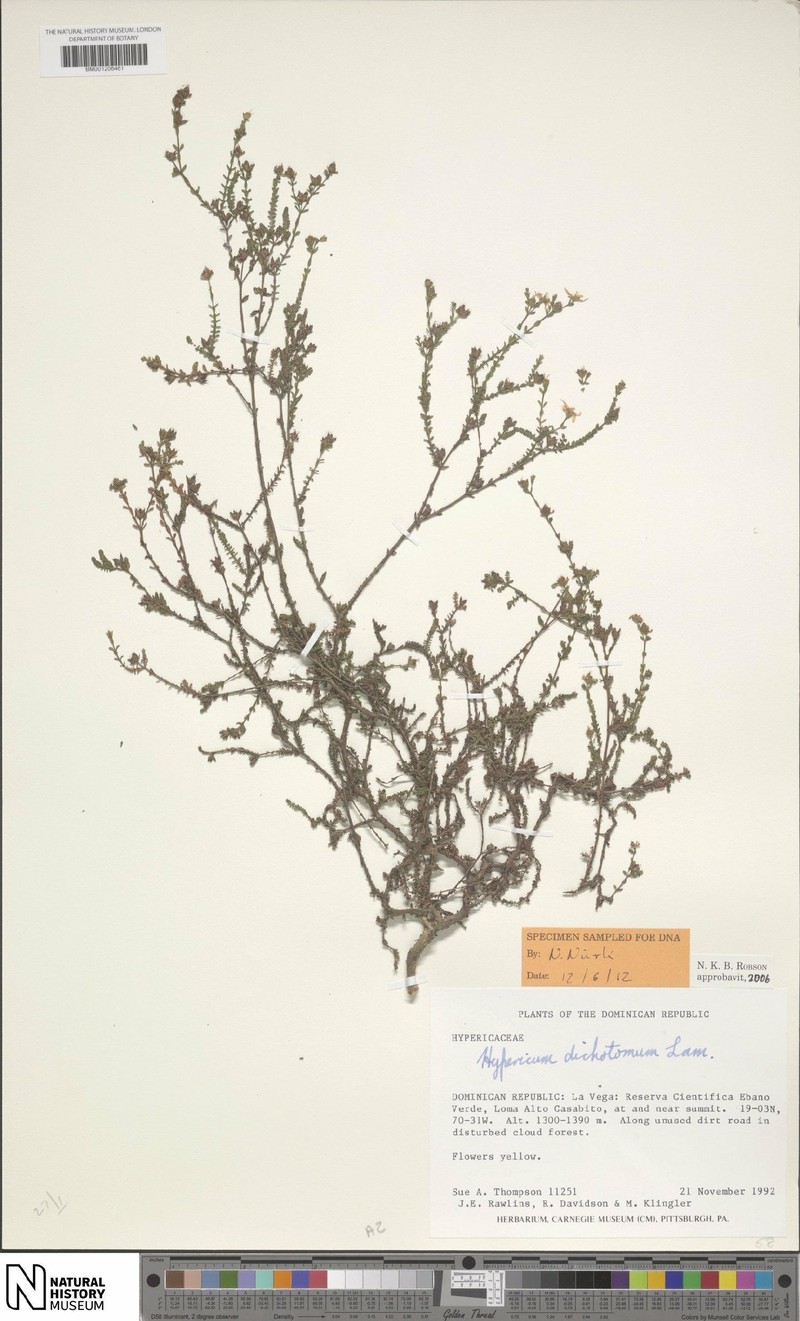 Hypericum dichotomum photo 4