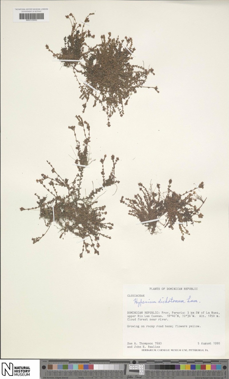 Hypericum dichotomum photo 5