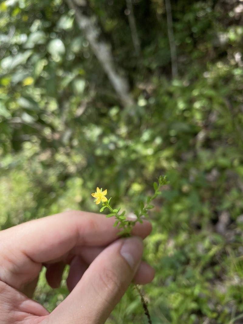 Puerto Rico St. Johnswort