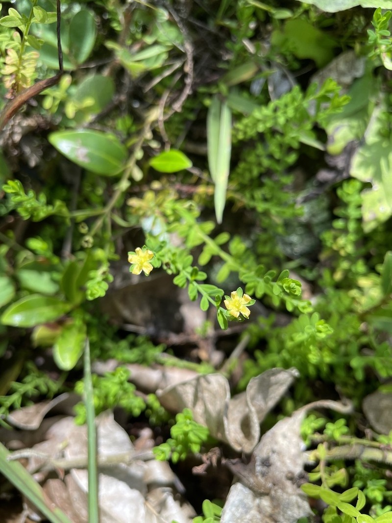 Puerto Rico St. Johnswort photo 2