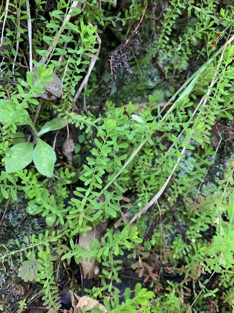 Puerto Rico St. Johnswort photo 3