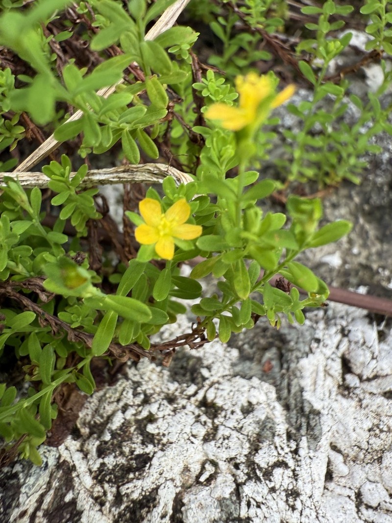 Puerto Rico St. Johnswort photo 4