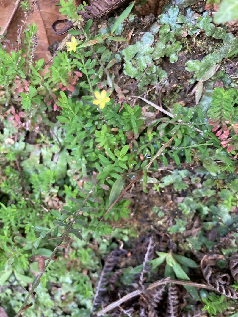 Puerto Rico St. Johnswort photo 5