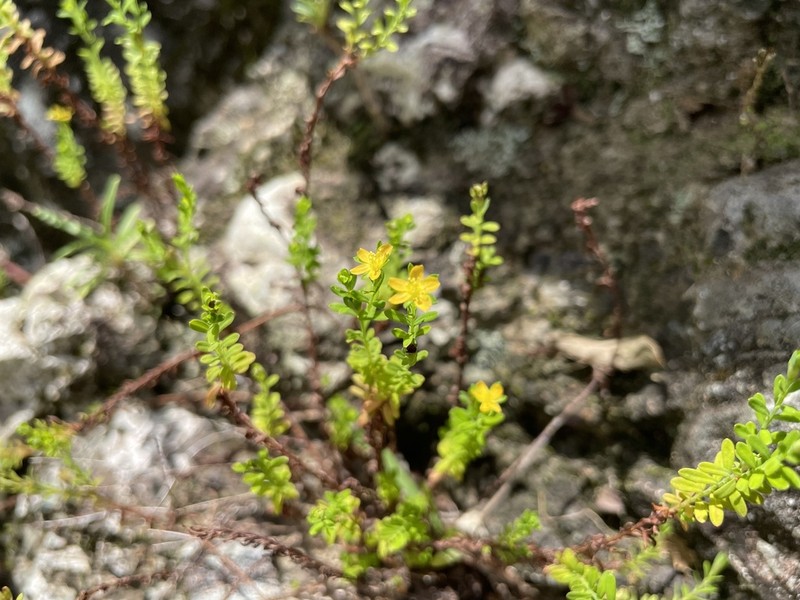 Puerto Rico St. Johnswort photo 6