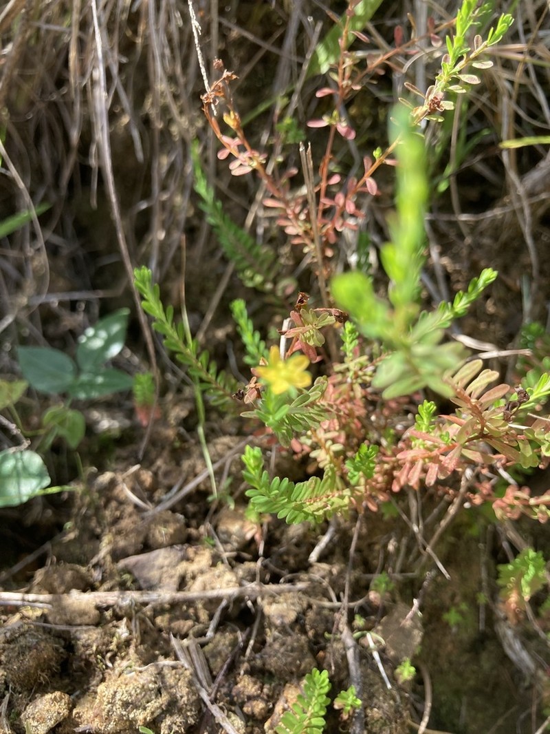 Puerto Rico St. Johnswort photo 7
