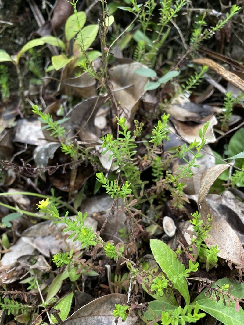 Puerto Rico St. Johnswort photo 8