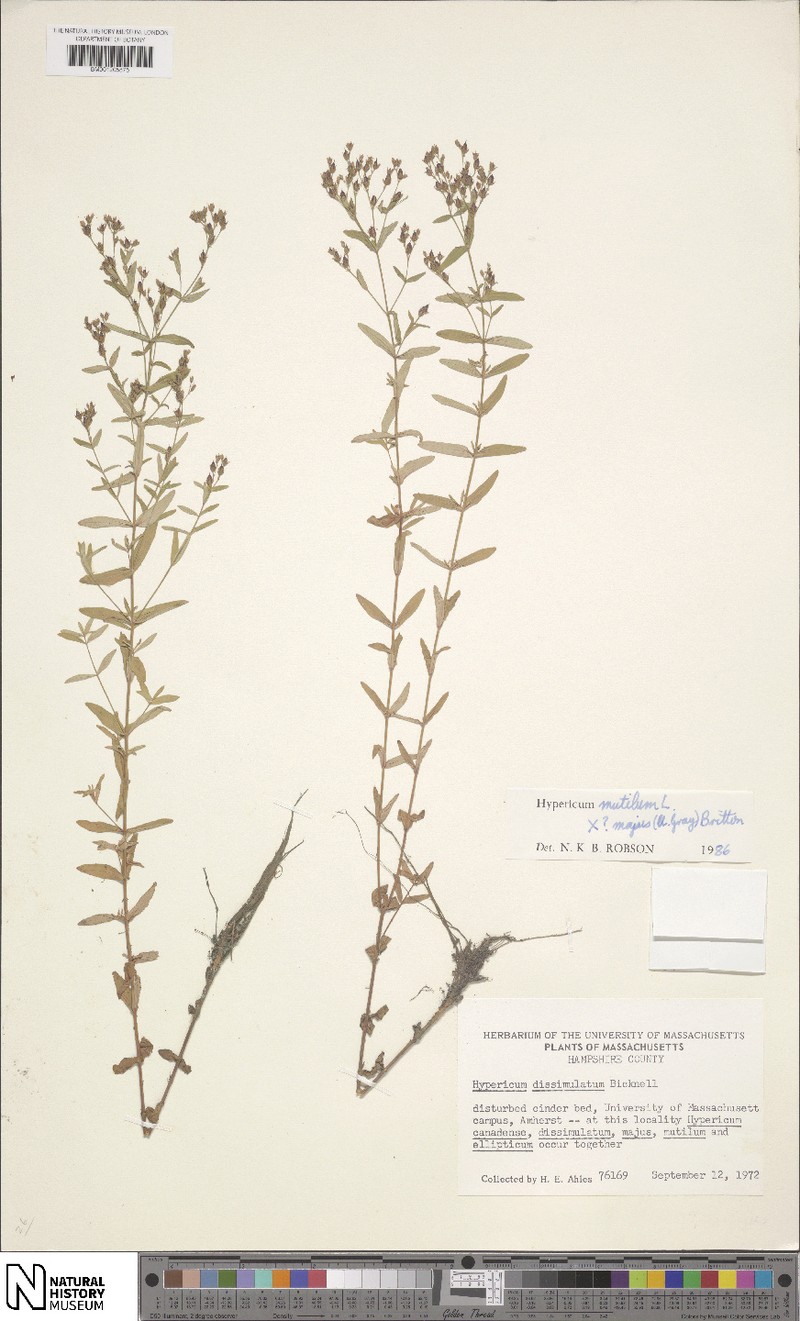 Disguised St. Johnswort