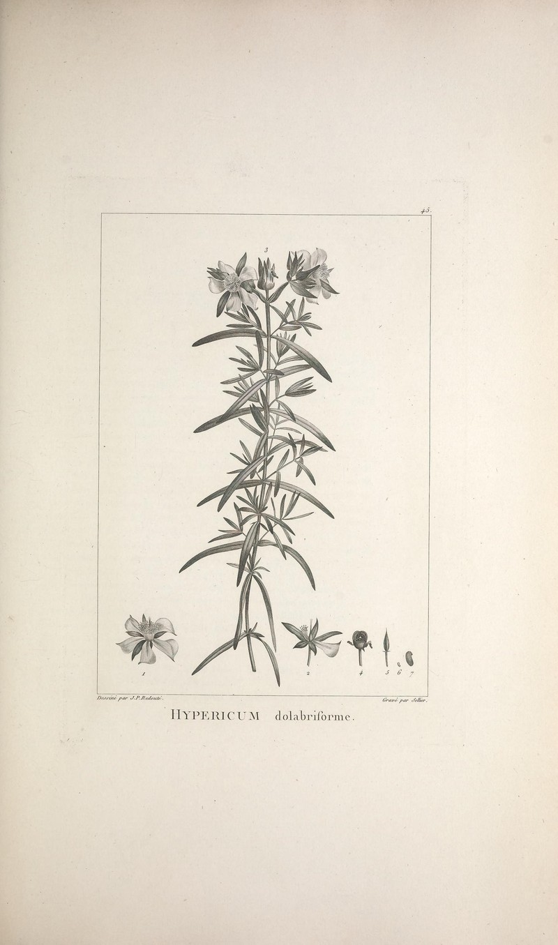 Straggling St. Johnswort photo 2