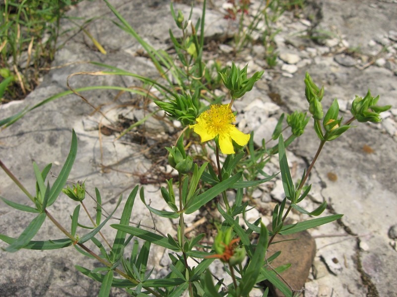 Straggling St. Johnswort