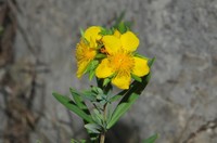 Straggling St. Johnswort