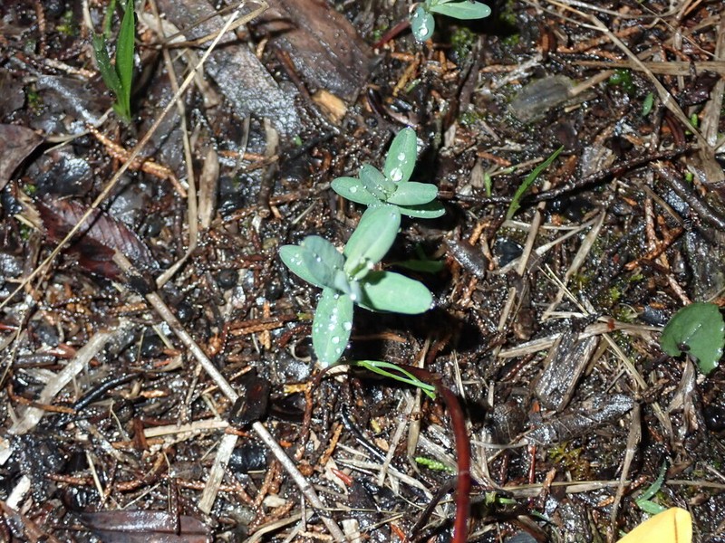 Straggling St. Johnswort photo 2
