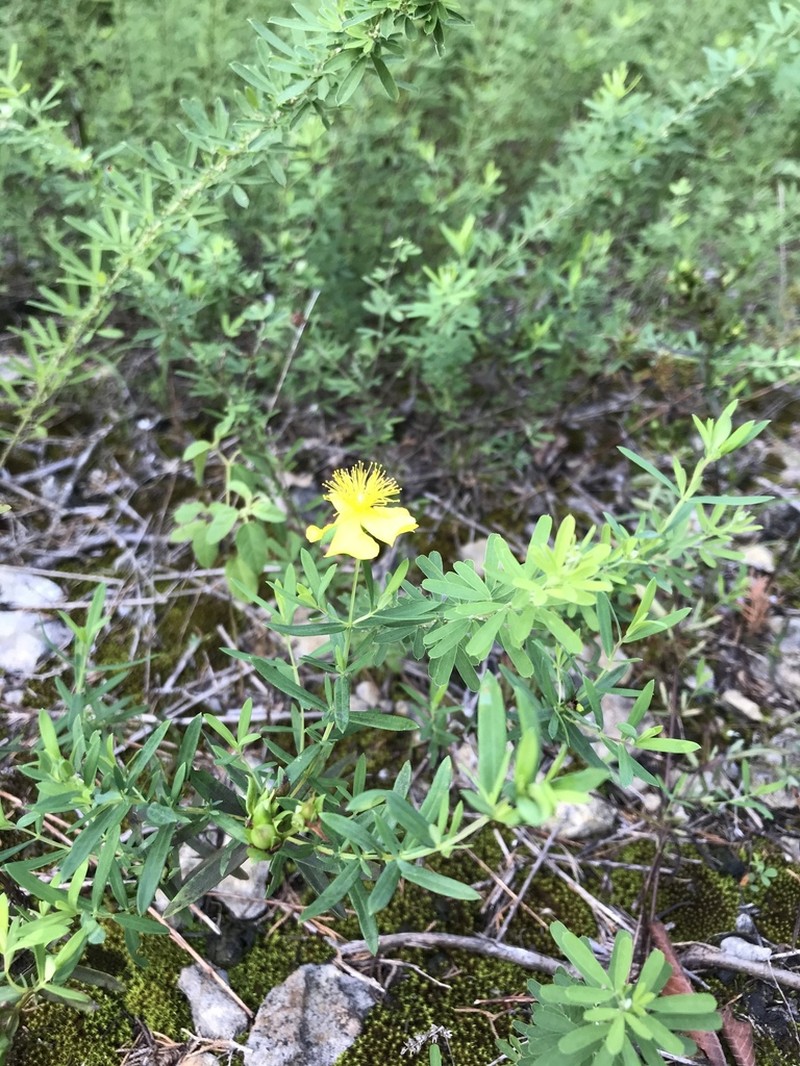 Straggling St. Johnswort photo 3