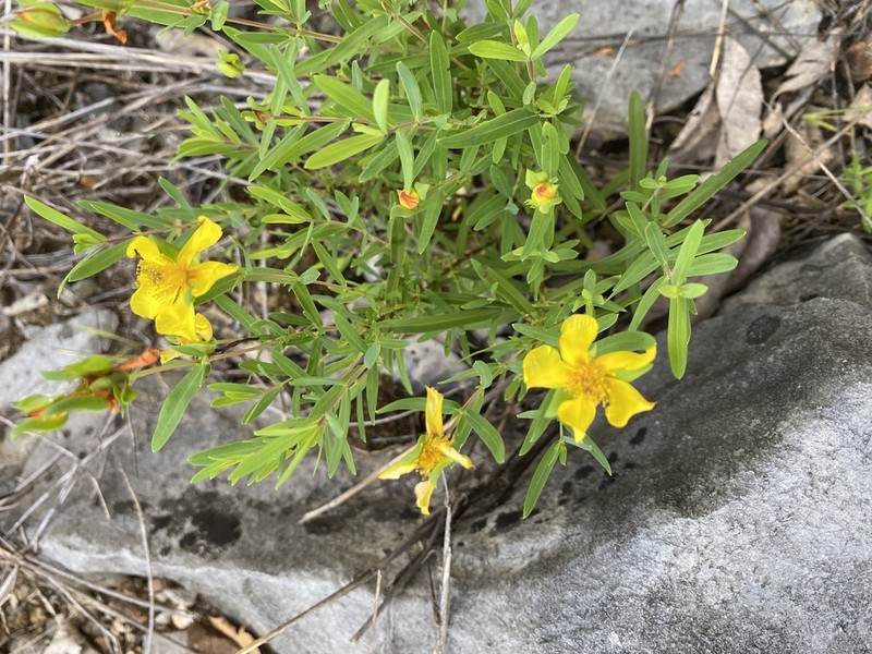 Straggling St. Johnswort photo 4