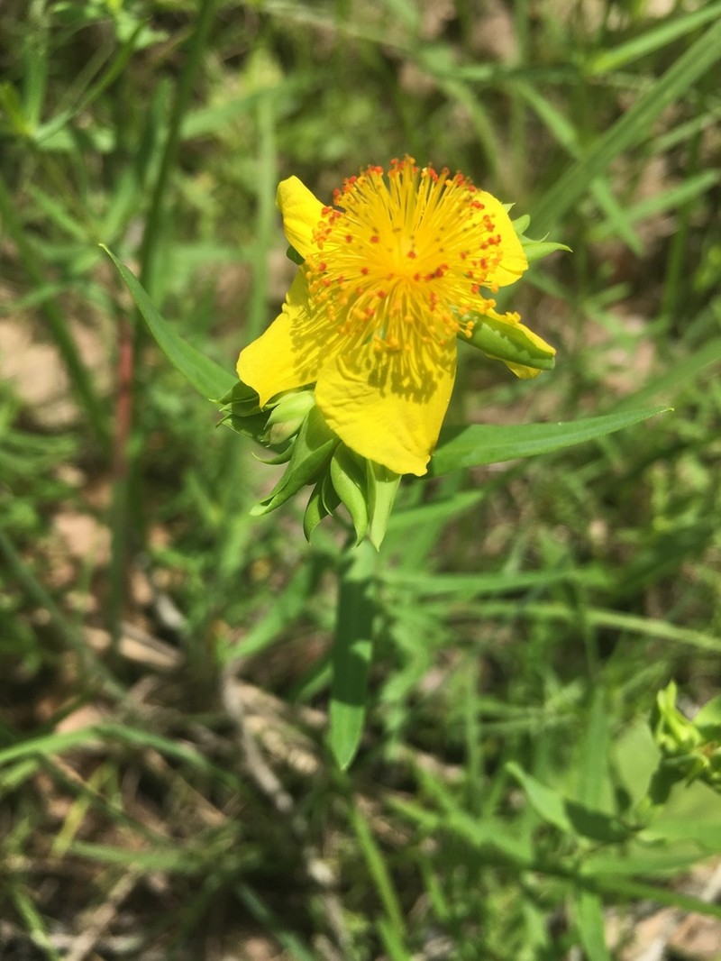 Straggling St. Johnswort photo 5