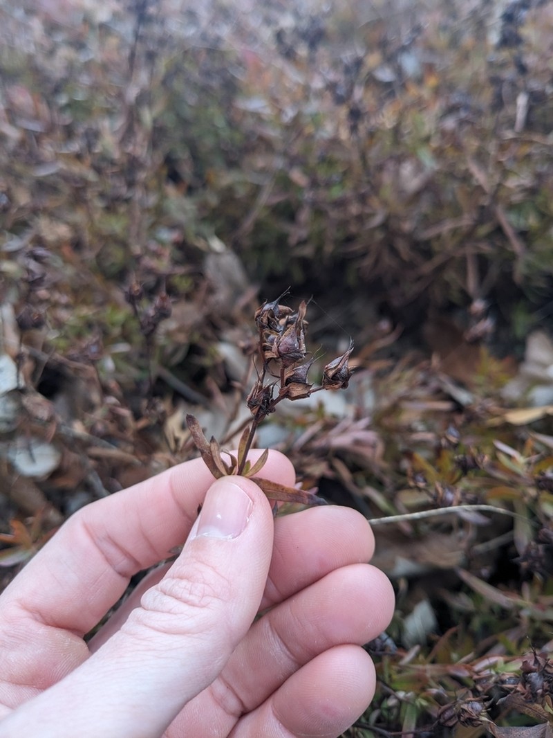 Straggling St. Johnswort photo 6