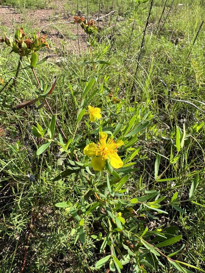 Straggling St. Johnswort photo 7