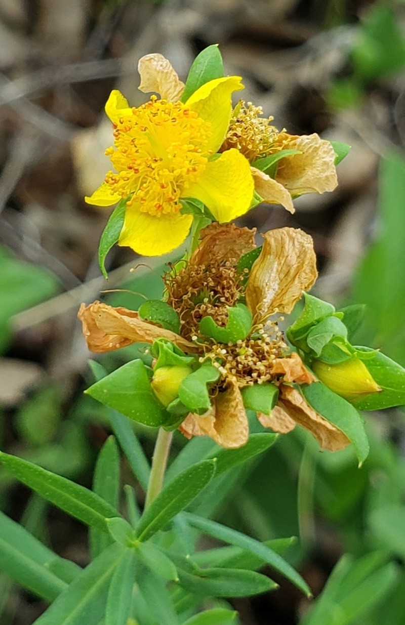 Straggling St. Johnswort photo 8