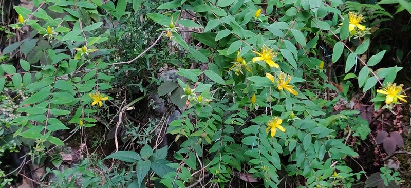 Hypericum dyeri