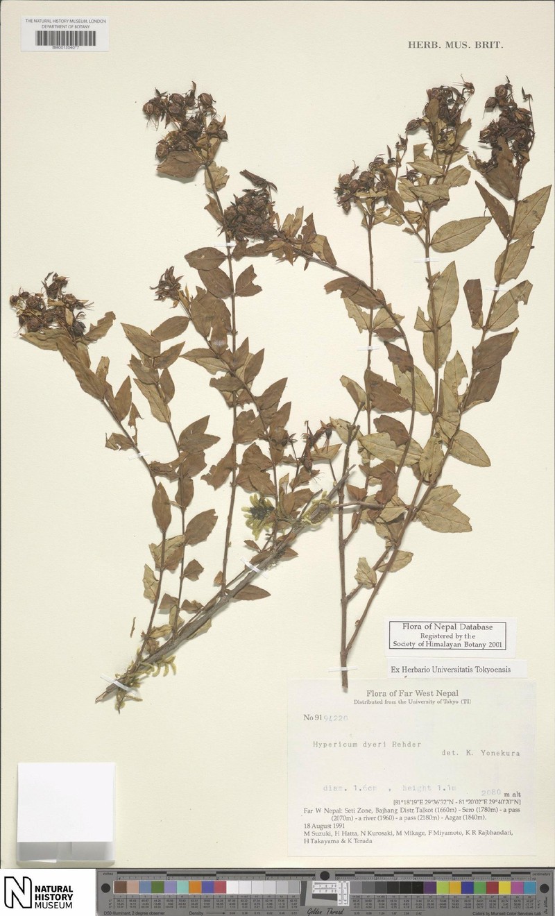 Hypericum dyeri photo 2