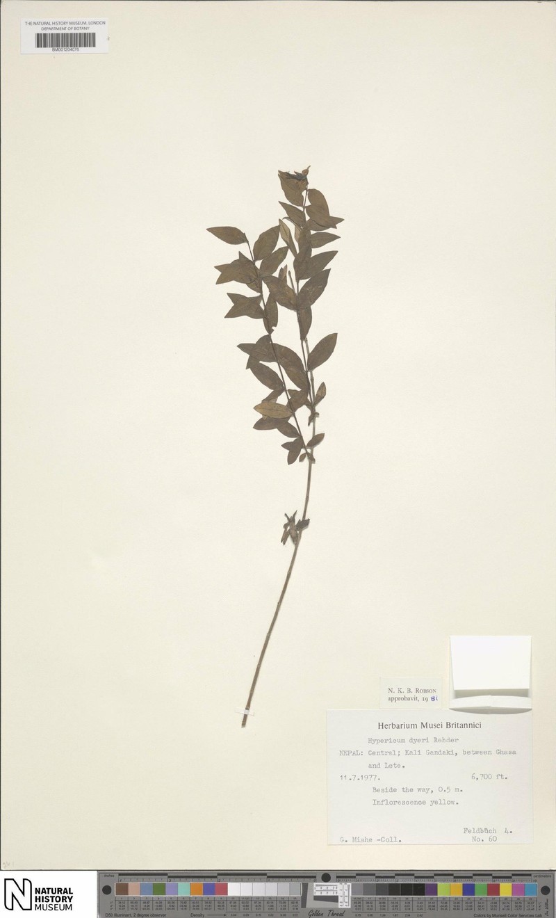 Hypericum dyeri photo 3