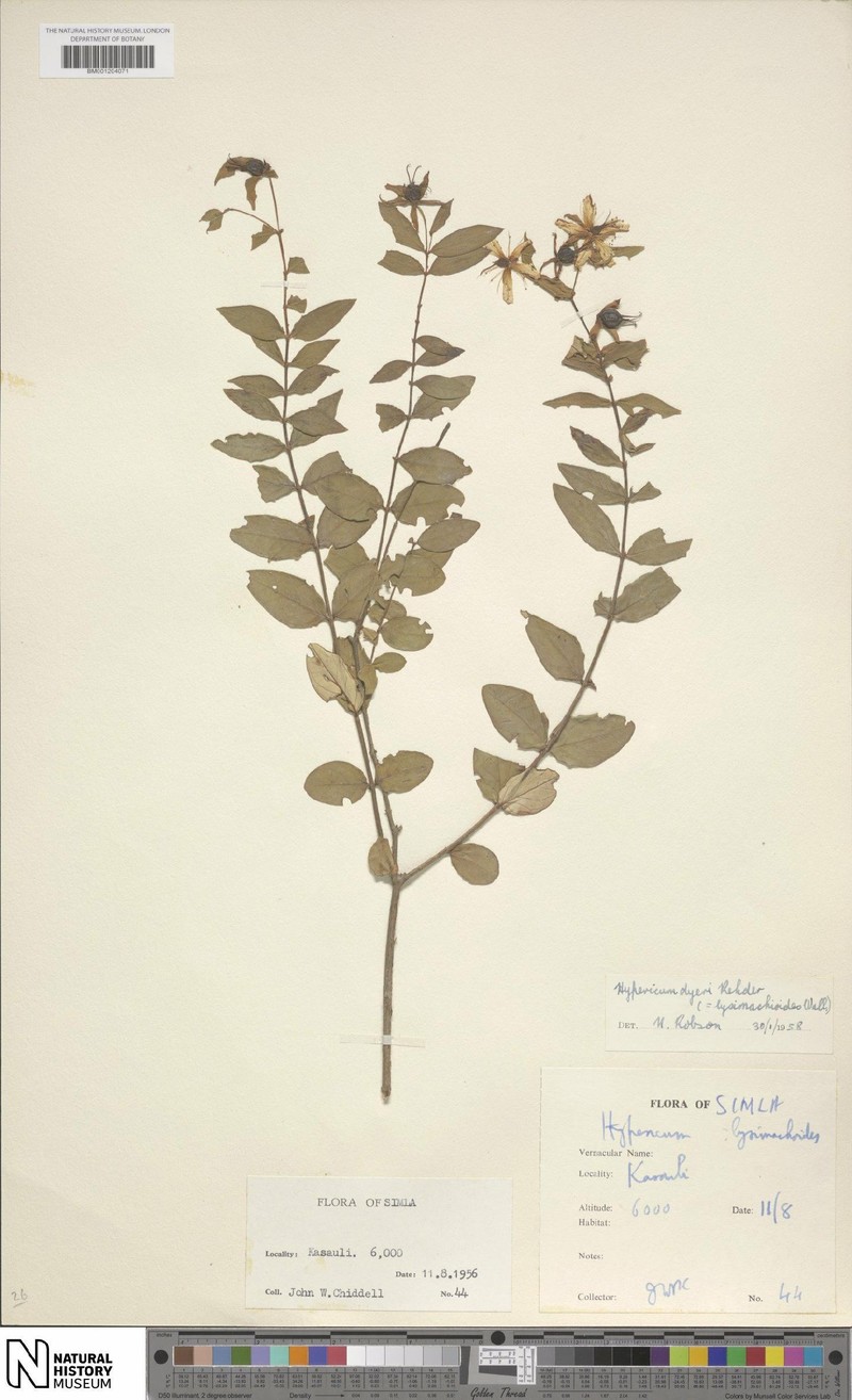 Hypericum dyeri photo 4