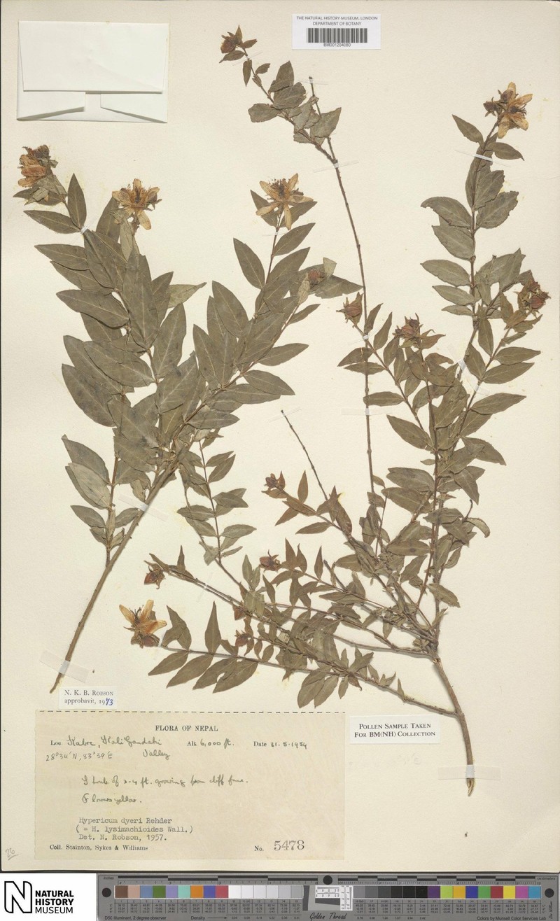 Hypericum dyeri photo 5