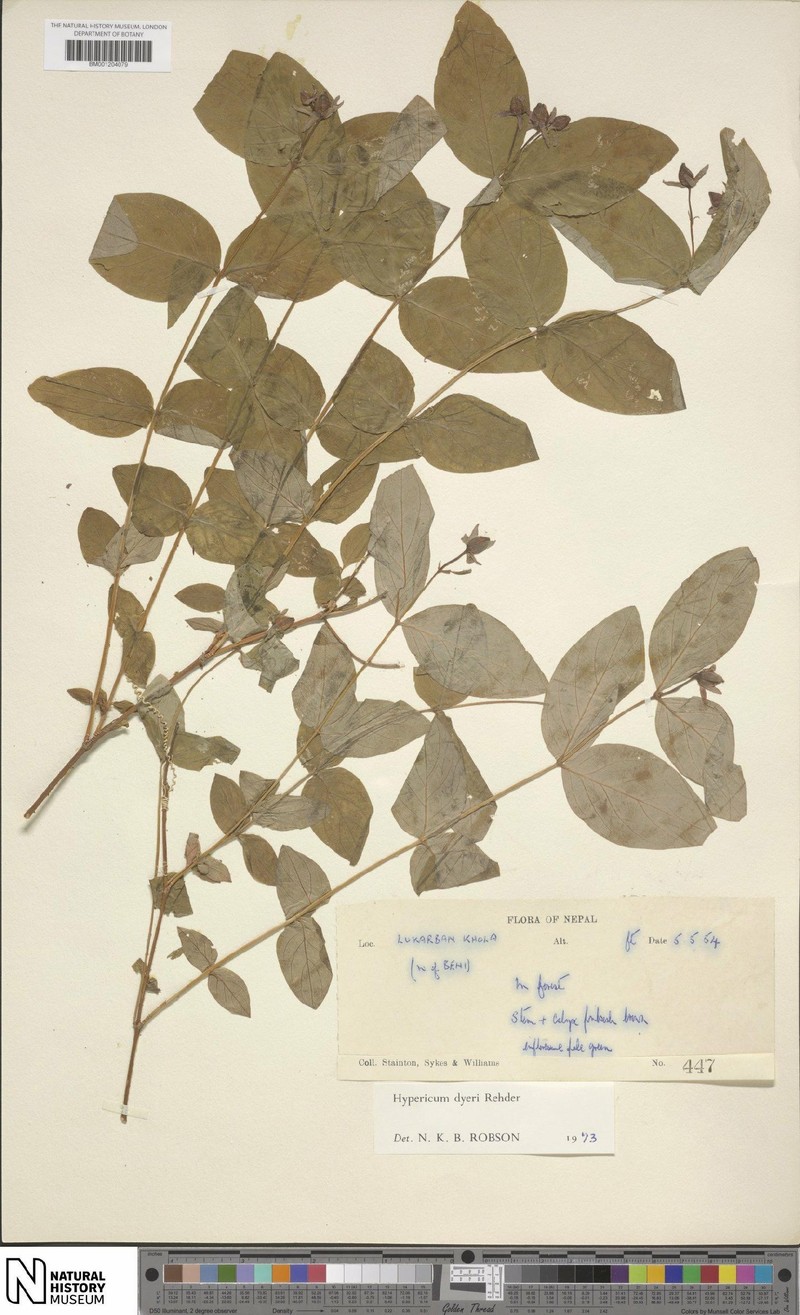 Hypericum dyeri photo 6